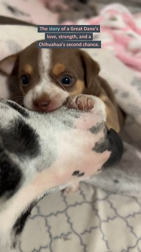 🎉 Celebrate your dog's birthday or gotcha day with a special photo! | Dear Danes