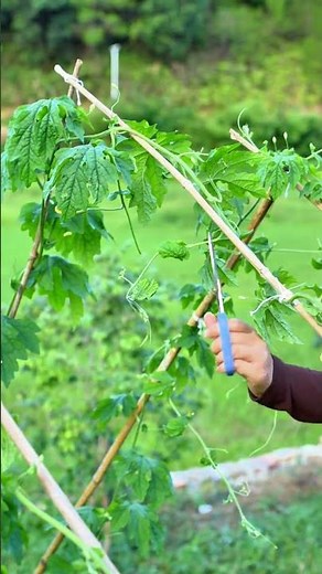 Tips for high yield of bitter melon! Pruning and cutting branches is essential!