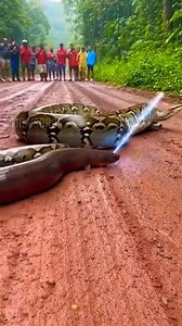 Python vs Electric Eel ⚡ #wildlife #animal | Vansh Pandit