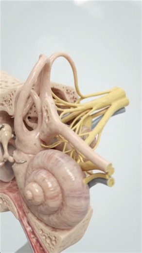 👂 Inside Your Ear: More Than Just Hearing!
