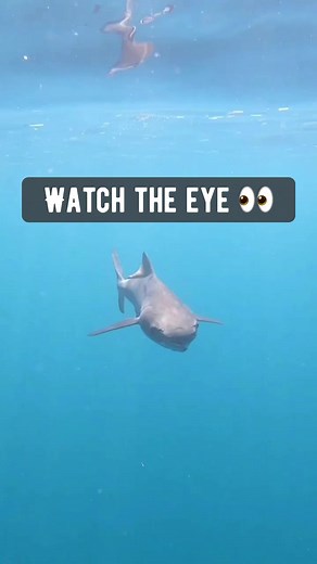 7.3K views · 37 reactions | Target acquired DYK — Cobia have teeth not only in its jaws, but in its tongue, and the roof of its mouth#saltwaterexperience #fishing #cobia #offshore #floridakeys #tackledirectswe #yellowfinswe #mercuryswe #daiwaswe #stcroixswe | Saltwater Experience | Facebook