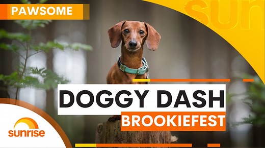 Dachshund dash!