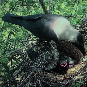 Crow get food and feeding CUCKOO babies | Natural Bird Check