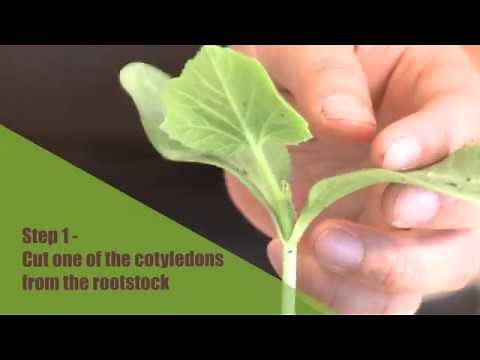 How to Splice Graft Cucumbers - Purdue Extension