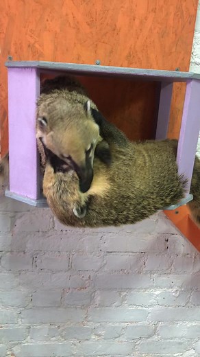 Endearing Anteaters Interacting in Unique Habitat