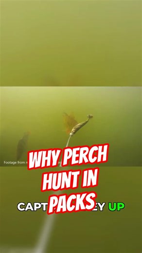 Teamwork Changes Everything for Perch #wildlife #fishing #shorts