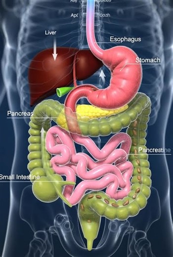 🇺🇲Food Digestion Process Explained | 3D Animation for Students | Human Digestive System Step-by-Step