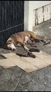 The dog had been cast aside after her owner realized she was pregnant. Rather than care for her, he drove her far from home and abandoned her in an unfamiliar area, ensuring she couldn’t find her way back 😭 ... 👉 Read the full story in the comment below ⬇️ | Pawsitive Pooch Love