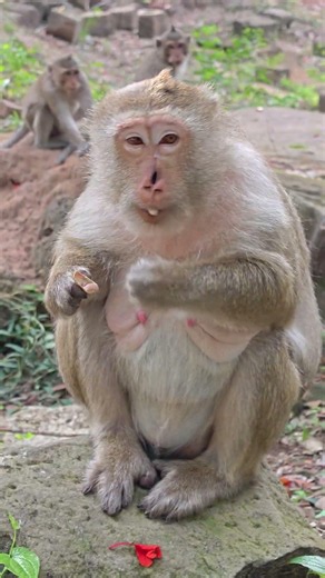 🐵 Too cute to handle! ❤️This little monkey just made my day. 🌿✨#Monkey #CuteAnimals #Adorable