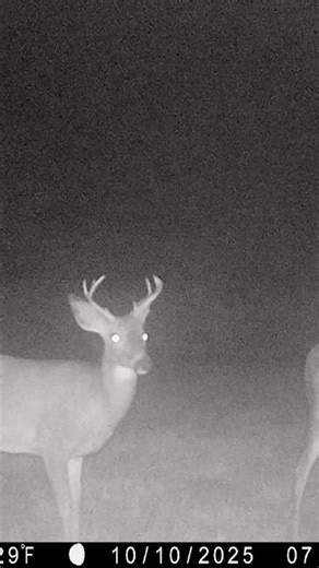 WILD DEER #wildlife #deer #trailcamera