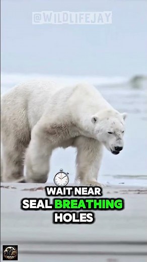 How Polar Bears Stay on Top in the Arctic 🐻‍❄️