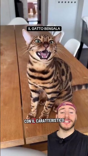 Conosci il gatto Bengala? #gatti #gattobengala