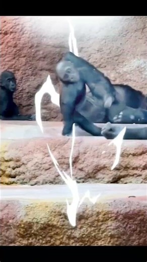 drunk monkey at zoo #comedy #funny #animals #shorts