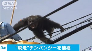Chacha the Chimp Escaped a Zoo in Japan. Angrily.