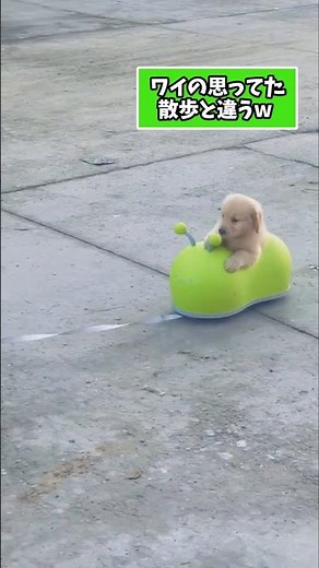 仕事で疲れた皆に贈る笑いと癒しの子犬5選ww　#子犬 #笑える #癒し #子犬のいる生活 #子犬のいる暮らし #犬好きさんと繋がりたい #元気になる動画