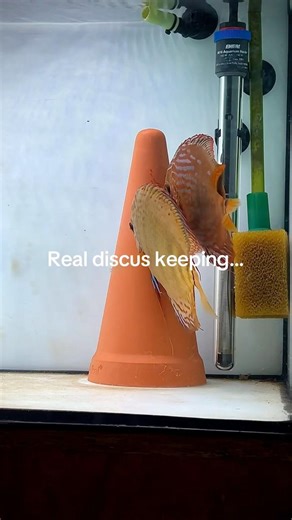 #discus #fish #breeding #project #aquarium #tank #fry #baby