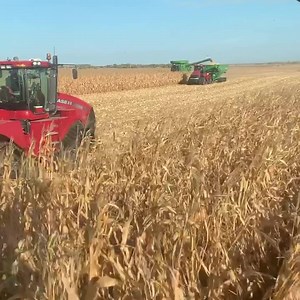 24K views · 732 reactions | Ripping stalks. #harvest2020 underway. #larsonfarms #cornharvest #minnesota | Larson Farms | Facebook