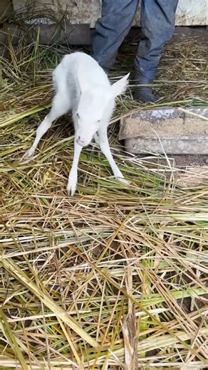 10K views · 579 reactions | The baby white deer was found on my lawn | Animal Shelter U.S | Facebook