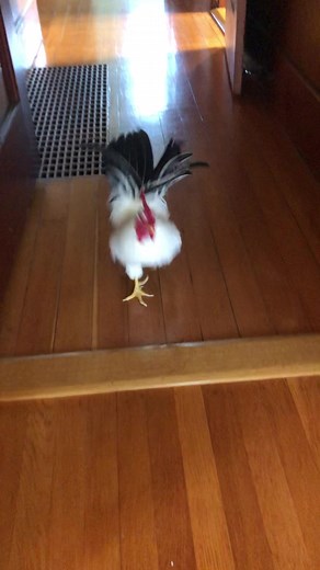 Rooster Playing Chase with Bestie
