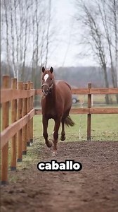 El momento en que dos caballos no pudieron contenerse