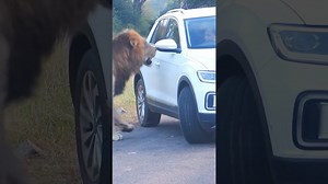 2M views · 19K reactions | Lion charges scared tourist in car  | Ruby Life | Facebook