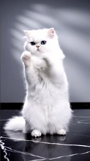 #cat #dance #trend