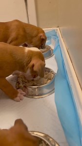 Oh my goodness, can you believe how darling this trio is!? NWBR was recently contacted by a partner shelter when local law enforcement found these little ones abandoned and needing help. Of course we said yes. They are currently in CA and will be making their way to foster homes in the NW very soon. If you are interested in fostering boxers in need apply here- https://www.nwboxerrescue.org/foster Can't foster but would like to help cover basic vet needs for the dogs in rescue? https://www.nwboxe