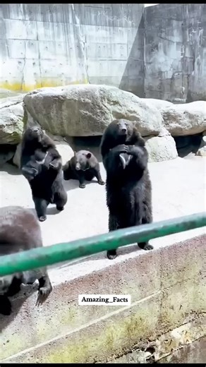 Bears Unexpect3d Friendship #trend #2025 #foryou #trending #hd #creatorsearchinsights #viral #fyp