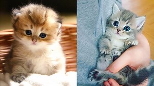 Morning Routine of Playful Kittens | funny animal video