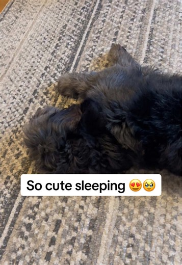 Ruby is so cute when she sleeps, her little body and breathing 🥹🥹 #cutenessaggression #adorable #cutie #dog #dogsoftiktok #loveyou #beautiful #labrador #labradoodle #collie #poodle #fyp #foryou