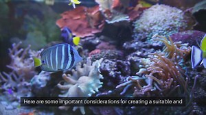 Axolotl Tank Decorations