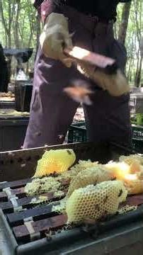 Satisfying Raw Honey Harvesting / Fresh Pure Honey Collection 🍯🐝 #Shorts