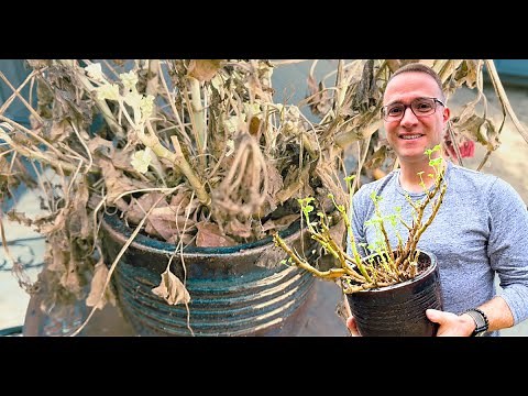 Bringing Geraniums Out From Winter Storage