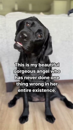 My beautiful angel who has NEVER done anything wrong… ever. 😇🐾#labrador #petparents #labradorlove