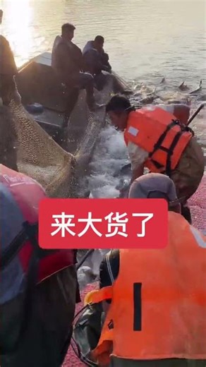 Fish FARMING Catching Harvesting #fishing #farming #fish #familyfarm #fishfamily #aquaculture