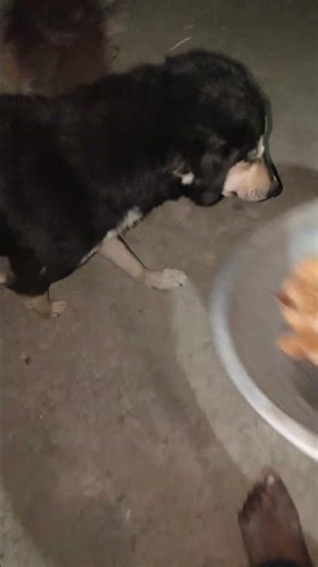 cute dog #cute #dog#doglover #puppy #labrador #shortvideo ##cute teddy bear pic