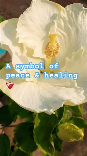 Confederate Rose | White Hibiscus mutabilis #divyakusuma