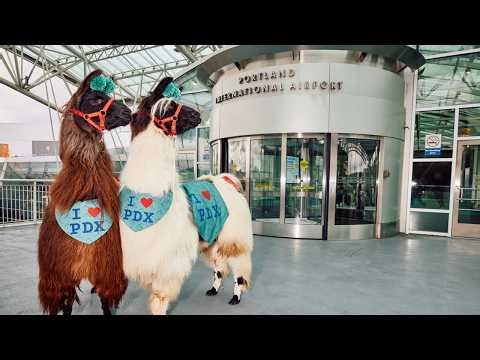 Meet the Therapy Llamas of Portland Airport