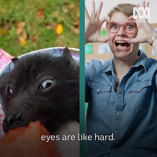 890K views · 22K reactions | Are bats the most misunderstood animals in Australia? | ABC Science | Facebook