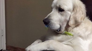 358K views · 8.5K shares | Dog refuses to give up pacifier (Source:...