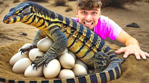 A reptile mystery unfolds - the male lizard that suddenly had babies