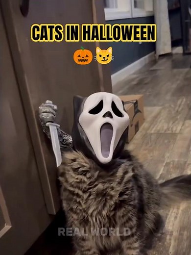 Cats in Halloween Mode 🎃😼#Cats #FunnyCats #HalloweenCats #CatCostume #CatEdits #CatCompilation