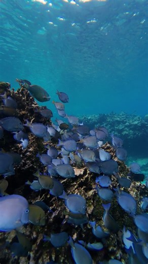 Gliding behind a school of blue tang on a snorkeling tour is what vacation dreams are made of! 🤩 If your next Roatan visit needs a must-do snorkeling excursion, this is it. ❓️Fish ID challenge: Who spotted the fish that crashed this Blue Tang parade? 👀 Tell us in the comments below 👇🏼 | Roatan Life In The Bay