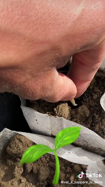 Germination in Water: A Simple Gardening Tutorial