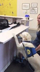 1.4K views · 107 reactions | September is National Service Dog Month, and we're celebrating our amazing dogs with important jobs! Watch this assistance dog use the “up” command while holding a wallet to help with a transaction at the counter. #nationalservicedogmonth #giveadogajob | Canine Companions | Facebook