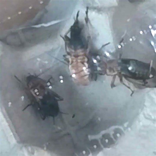 탈피하는 쌍별귀뚜라미 #귀뚜라미 #탈피 #우화 #cricket #molting #ecdysis #insects