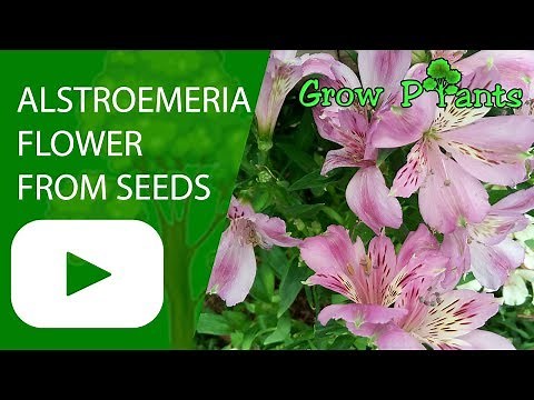 Alstroemeria flower from seeds