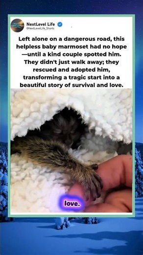 We Rescued This Abandoned Baby Marmoset! 🐒