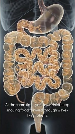 What actually happens inside your intestines after you eat? #healthtips #facts #humanbody #shorts