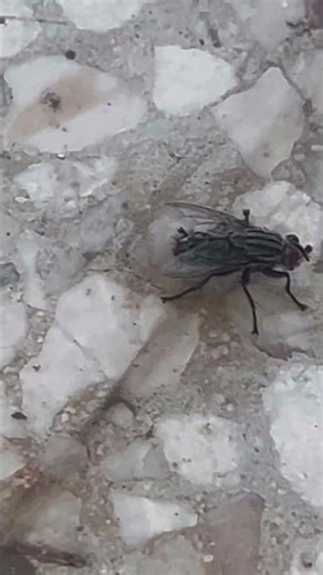 a flesh fly in the Republic of Cyprus 🇨🇾 | the earth’s nature